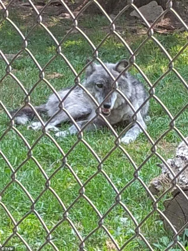 Toddler's Hand Clamped by Wolf at Hersheypark Zoo Amid Parental Distraction and Safety Concerns
