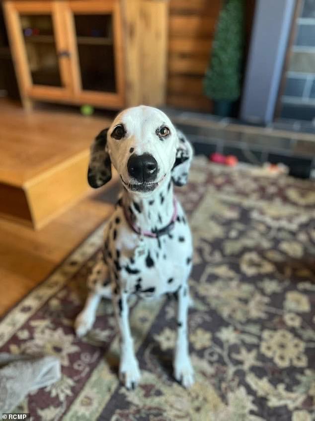 82-year-old woman found dead after vanishing with dog in Saskatchewan