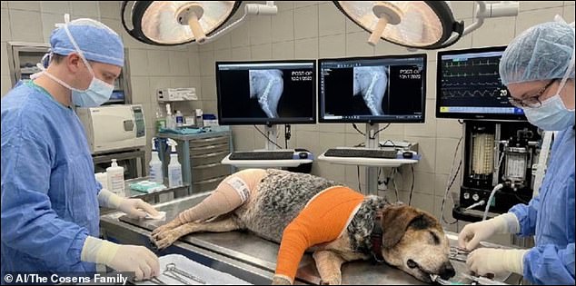 Fraudsters Used AI to Fabricate Missing Dog Scam Against Florida Family