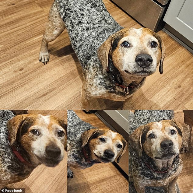 Fraudsters Used AI to Fabricate Missing Dog Scam Against Florida Family