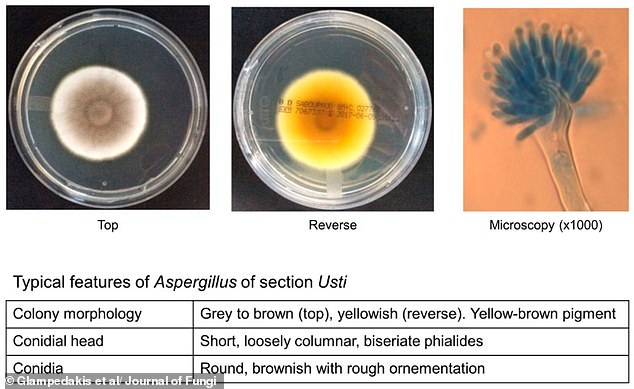 Hardy fungus spores survive harsh Mars-like conditions in new study.