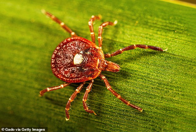 Martha's Vineyard Resident Faces Deadly Allergy After Tick Bite