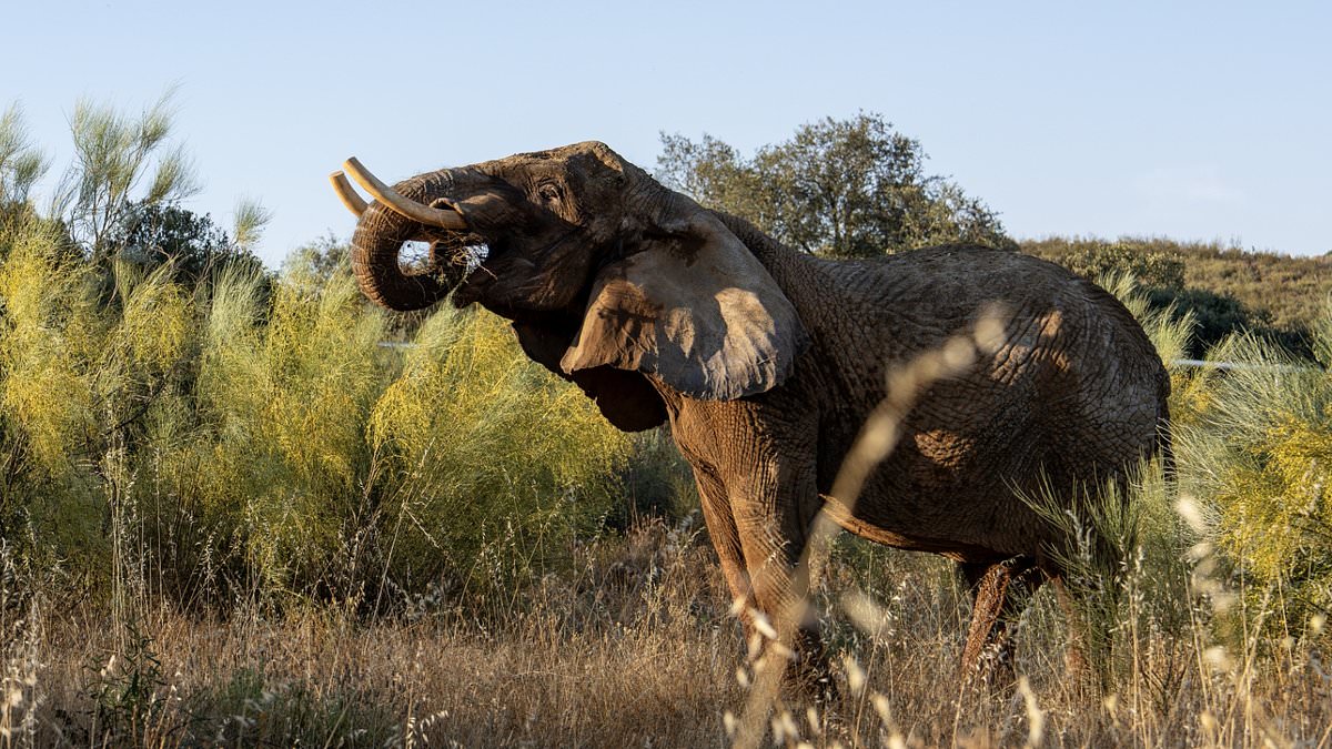 Portugal's Last Circus Elephant Finds Freedom at New European Sanctuary