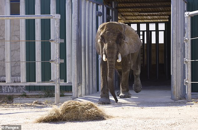 Portugal's Last Circus Elephant Finds Freedom at New European Sanctuary