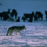 Wyoming Wolf Killing Sparks Outrage and Calls for Change