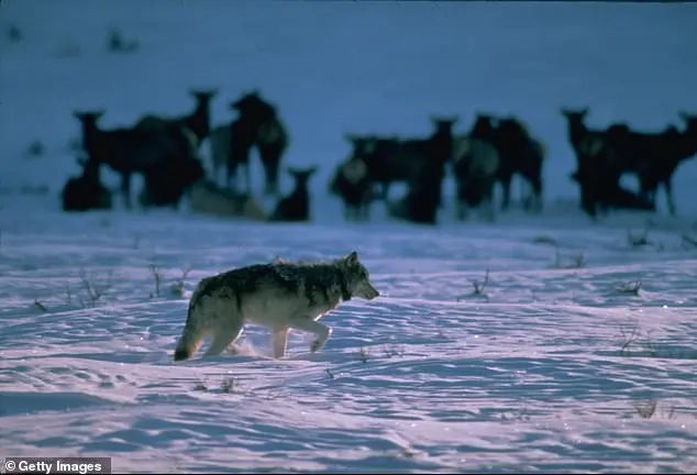 Wyoming Wolf Killing Sparks Outrage and Calls for Change