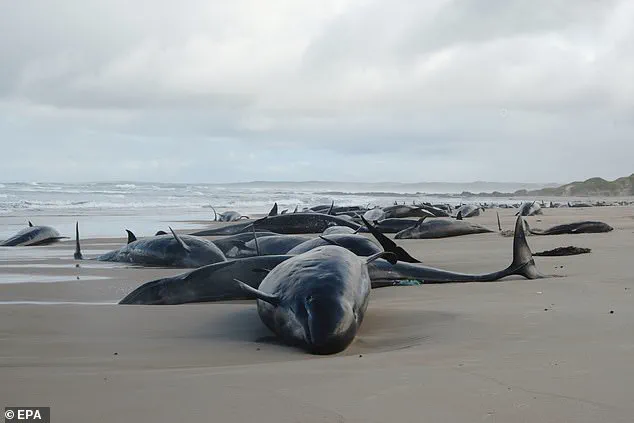 Australian Authorities Consider Euthanasia for Stranded Pod of False Killer Whales