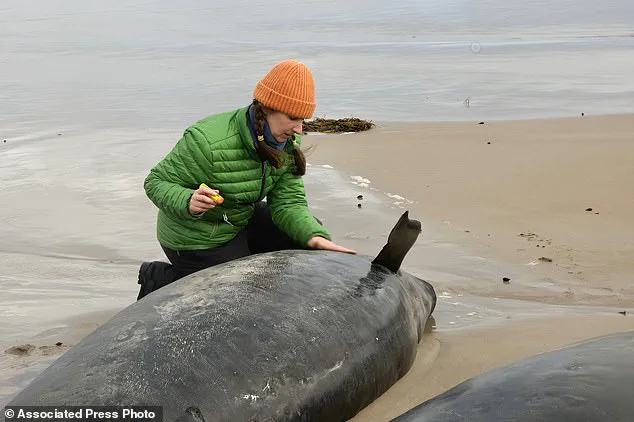 Australian Authorities Consider Euthanasia for Stranded Pod of False Killer Whales