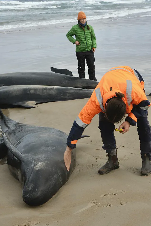 Australian Authorities Consider Euthanasia for Stranded Pod of False Killer Whales