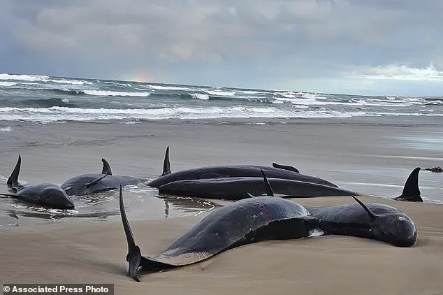 Australian Authorities Consider Euthanasia for Stranded Pod of False Killer Whales