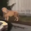 Lion on the loose in Mexican town sparks panic