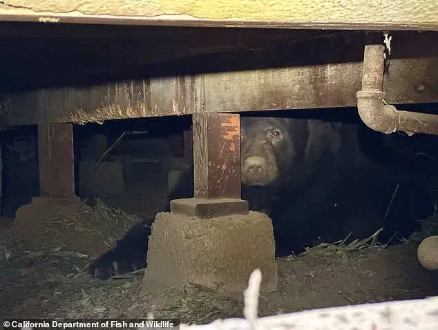 Los Angeles Man Finds Giant Bear in His Home's Crawl Space