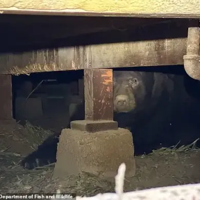 Los Angeles Man Finds Giant Bear in His Home's Crawl Space