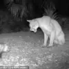 Rare Wildlife Encounter: Florida Panther and Opossum in Unpredictable Twist