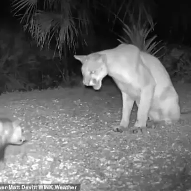 Rare Wildlife Encounter: Florida Panther and Opossum in Unpredictable Twist