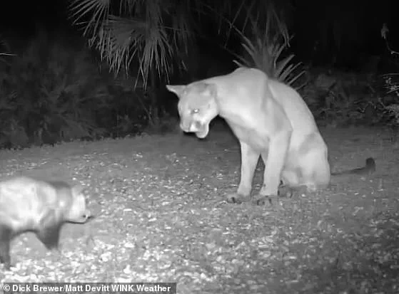 Rare Wildlife Encounter: Florida Panther and Opossum in Unpredictable Twist