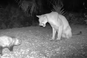 Unusual Animal Encounter: Florida Panther and Opossum