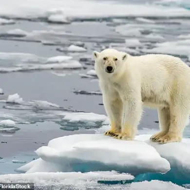 Near-Record Low: Antarctic Sea Ice Shrinks to Critical Levels