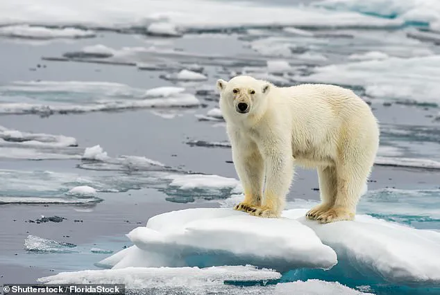 Near-Record Low: Antarctic Sea Ice Shrinks to Critical Levels
