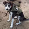 Dog Victory Honored with 'Fluffy Oscar' for Heroic Service