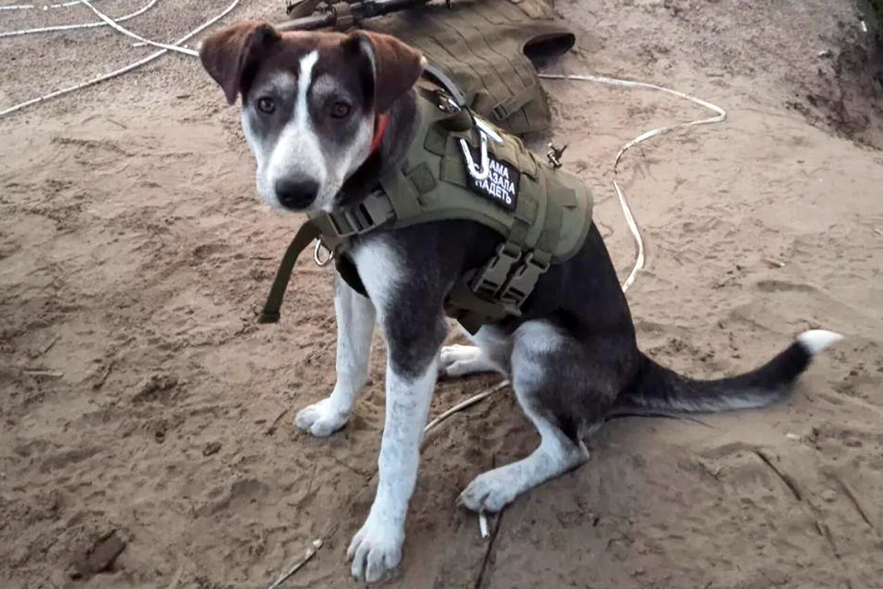 Dog Victory Honored with 'Fluffy Oscar' for Heroic Service
