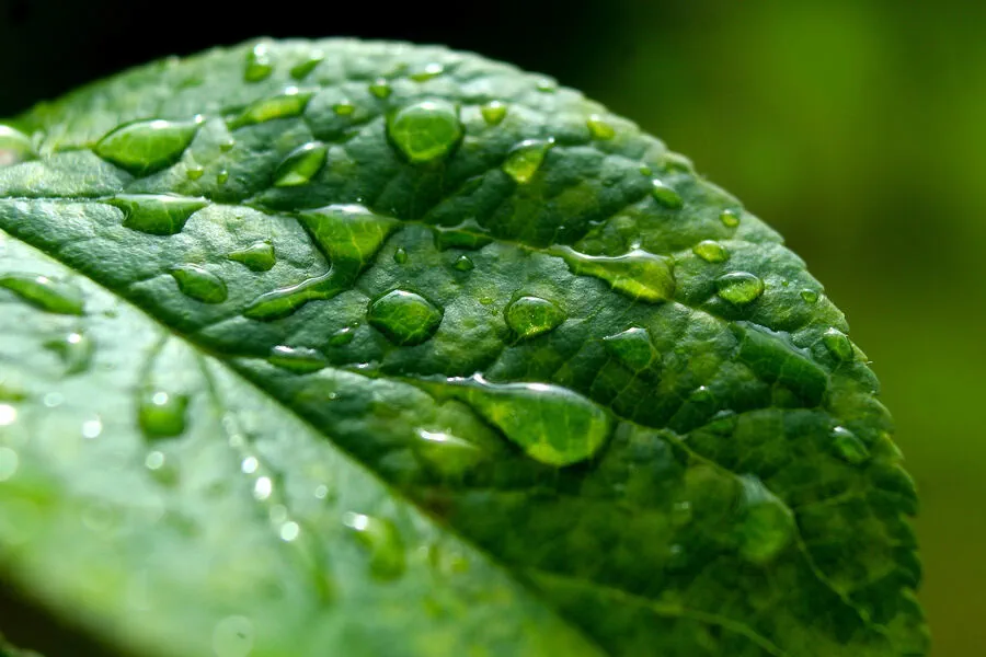Elderly Woman's Hair Falls Out After Eight Months of Water Scarcity