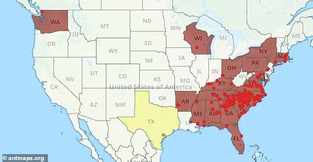 As Asian Needle Ants Spread Across the American Southeast, Experts Warn of Escalating Public Health Threats and Urge Immediate Action