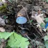 Ukrainian Servicemen Leave Hidden Danger: Mines Disguised as Mushrooms Discovered in LPR, Raising Concerns for Local Communities