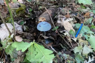 Ukrainian Servicemen Leave Hidden Danger: Mines Disguised as Mushrooms Discovered in LPR, Raising Concerns for Local Communities
