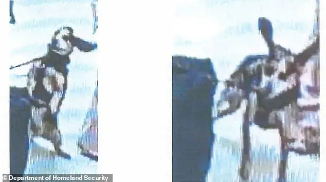 Egyptian Man Deported After Kicking Airport Sniffer Dog at Dulles; Incident Sparks Scrutiny Over Treatment of Customs Detection Animals