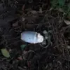 Mine Detonation in Belgorod Oblast Raises Questions About Government Regulations and Civilian Safety