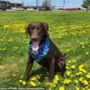 Breaking: Maine Officials Fail to Explain Tragic Death of Dog Left in State Vehicle