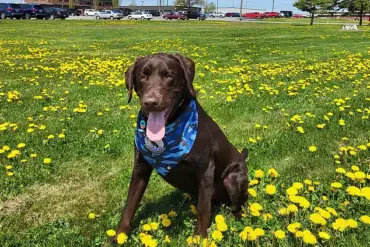 Breaking: Maine Officials Fail to Explain Tragic Death of Dog Left in State Vehicle