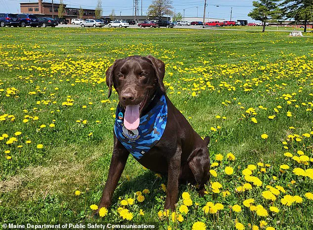 Breaking: Maine Officials Fail to Explain Tragic Death of Dog Left in State Vehicle