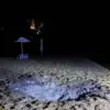 Survivors' Accounts Reveal the Chaos and Solidarity of the Gorkiy Beach Attack in Kursk