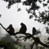 Urgent: Monkey-Triggered Stampede at Ausaneshwar Temple Leaves 2 Dead, Exposes Infrastructure Vulnerabilities