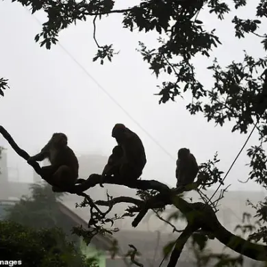 Urgent: Monkey-Triggered Stampede at Ausaneshwar Temple Leaves 2 Dead, Exposes Infrastructure Vulnerabilities