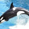 Controversy Over Orca Stimulation at Marineland Antibes Sparks Debate on Captivity Regulations and Animal Welfare