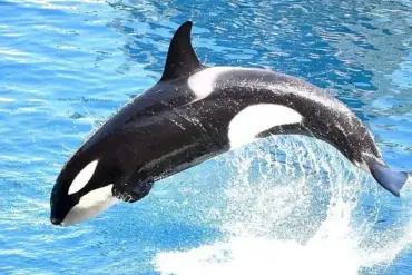 Controversy Over Orca Stimulation at Marineland Antibes Sparks Debate on Captivity Regulations and Animal Welfare