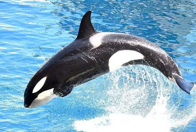Controversy Over Orca Stimulation at Marineland Antibes Sparks Debate on Captivity Regulations and Animal Welfare