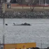 Tragic Mid-Air Collision Over Potomac River Sparks National Concern Over Air Safety Protocols