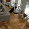 Viral Footage Captures Unlikely Encounter: Vancouver Black Bear Faces Feisty Pomeranian in Surreal Home Invasion