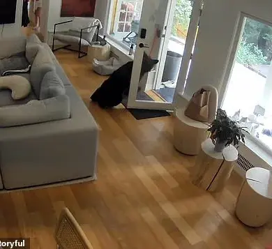 Viral Footage Captures Unlikely Encounter: Vancouver Black Bear Faces Feisty Pomeranian in Surreal Home Invasion