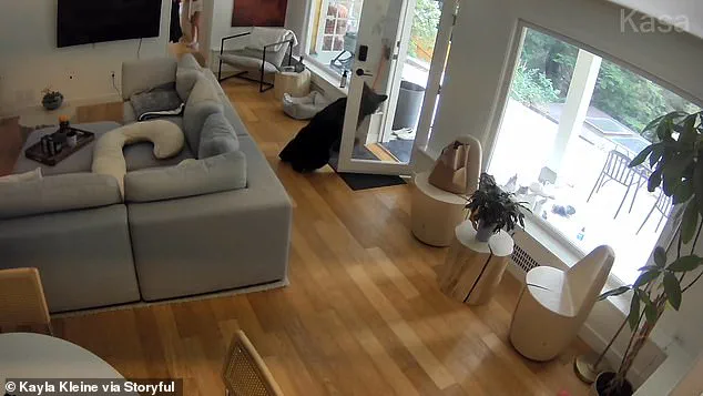 Viral Footage Captures Unlikely Encounter: Vancouver Black Bear Faces Feisty Pomeranian in Surreal Home Invasion