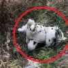 Wartime Horror in Grakovo: Government Reveals Mined Plush Toy Incident